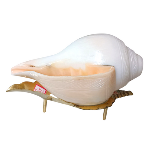 Divine Harmony: Jellybean Retails Vamavarti Original Engraved Loud Blowing Shankh with Brass Stand|Conch For Pooja -(Size Guarantee - Quality Matters) (6.5 Inch With Brass Stand)