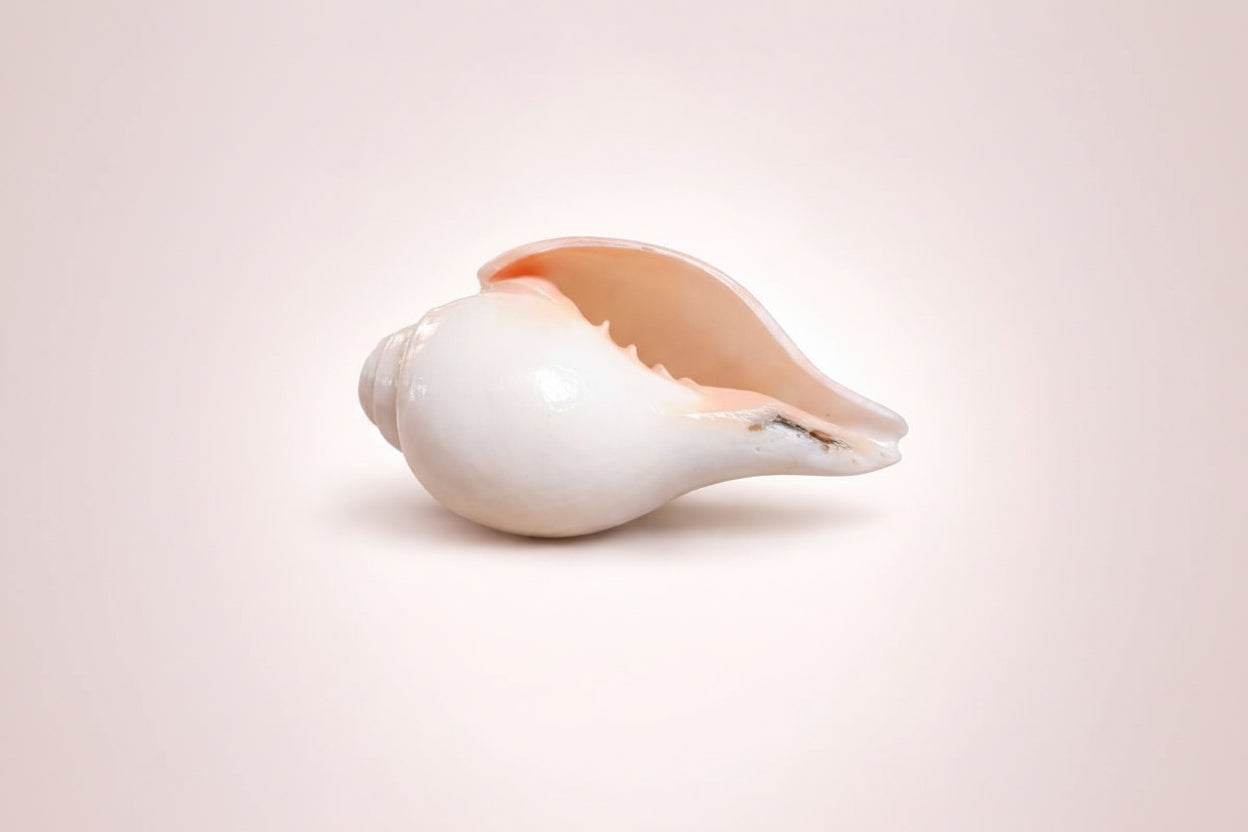 Vamavarti Shankh Online – Original Natural Blowing Conch