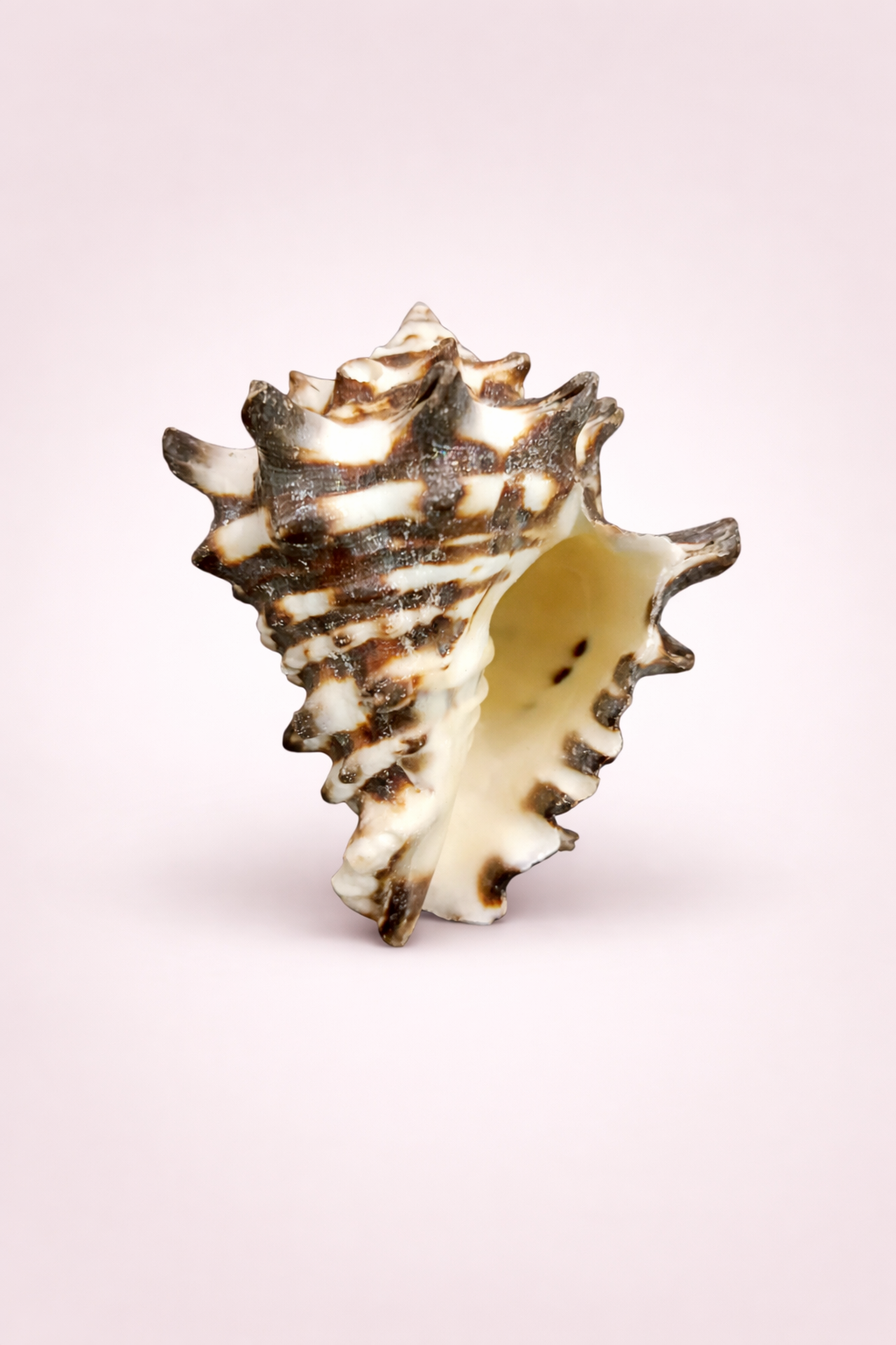 Vastu Shankh Online – Original Shankh for Home