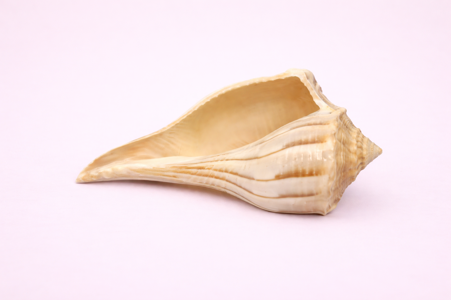 Dakshinavarti Shankh Online – Original Sacred Conch