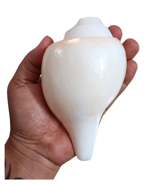 Divine Harmony: Jellybean Retails Vamavarti  Natural  Loud Blowing Shankh|Conch - 350g approx. 6 Inch (Size Guarantee - Quality Matters)