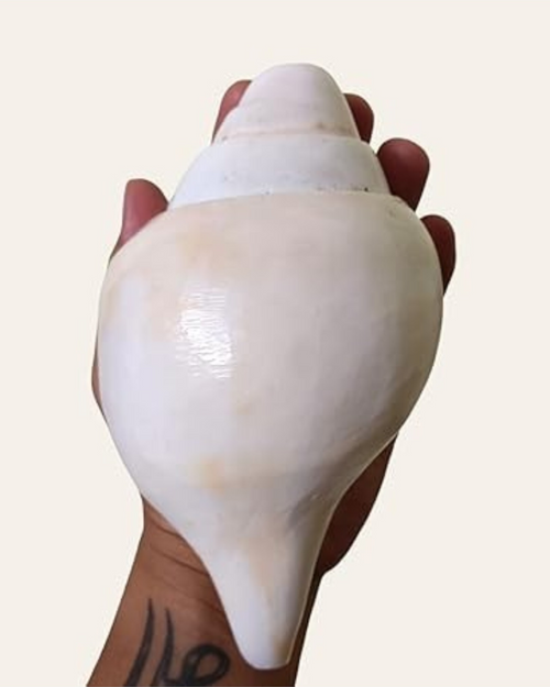 Divine Harmony: Jellybean Retails Vamavarti  Natural  Loud Blowing Shankh|Conch - 400g approx. 6.5 to 7 Inch (Size Guarantee - Quality Matters)