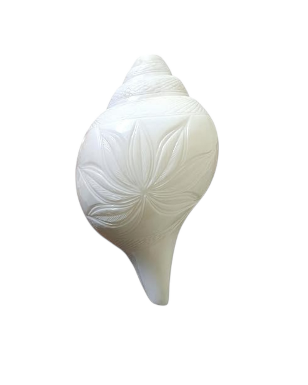 Divine Harmony: Jellybean Retails Vamavarti Original Engraved Loud Blowing Vishnu Shankh with Brass Stand|Conch For Pooja -(Size Guarantee - Quality Matters) (Jumbo Premium - 8 Inch)