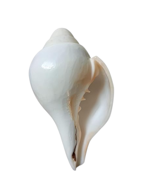Divine Harmony: Jellybean Retails 7 to 7.5 Inch Vamavarti Vishnu Shankh from Puri Jagannath Dham – Original & Sacred Conch Shell