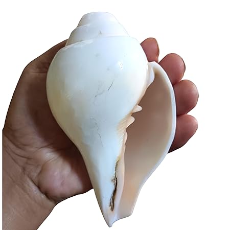 Divine Harmony: Jellybean Retails Vamavarti  Natural  Loud Blowing Shankh|Conch - 250g approx.  5.5 Inch (Size Guarantee - Quality Matters)