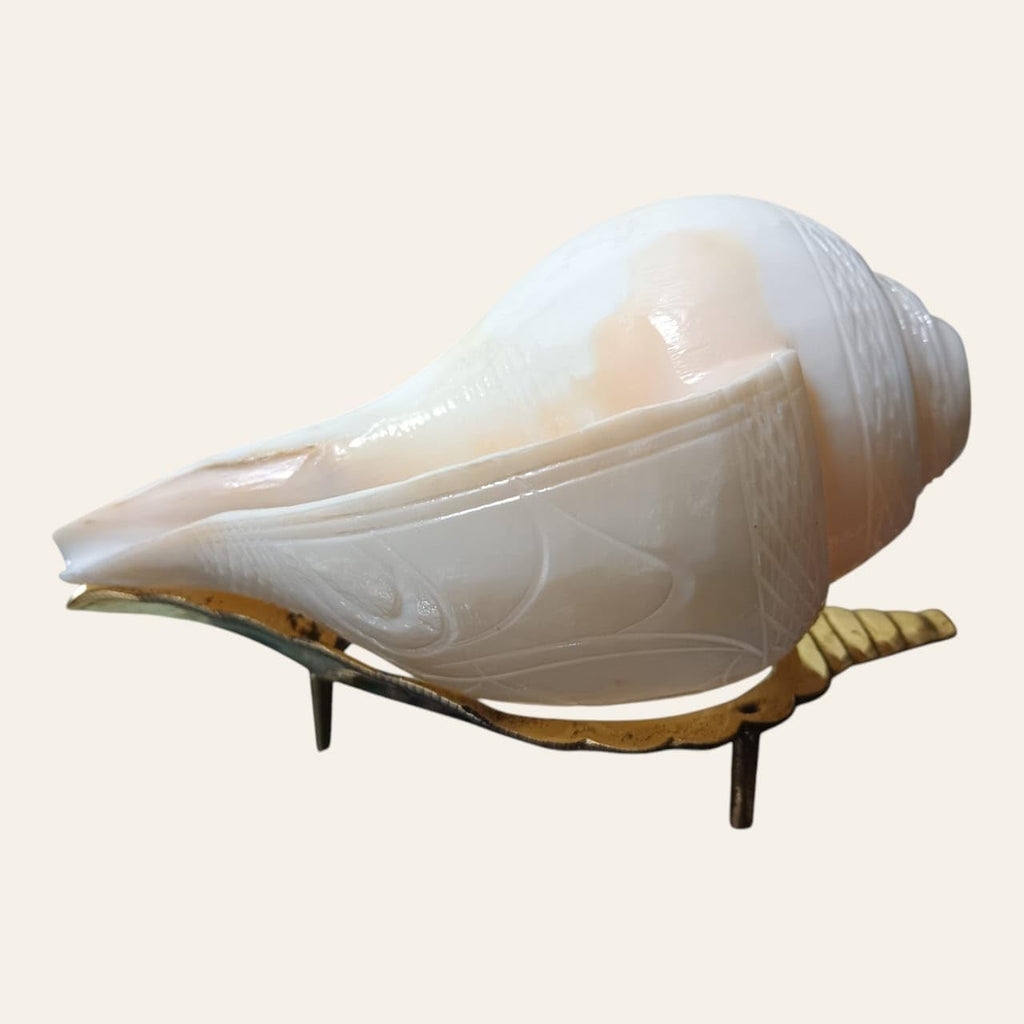 Divine Harmony: Jellybean Retails Vamavarti Original Engraved Loud Blowing Shankh with Brass Stand|Conch For Pooja -(Size Guarantee - Quality Matters) (6 Inch With Brass Stand)