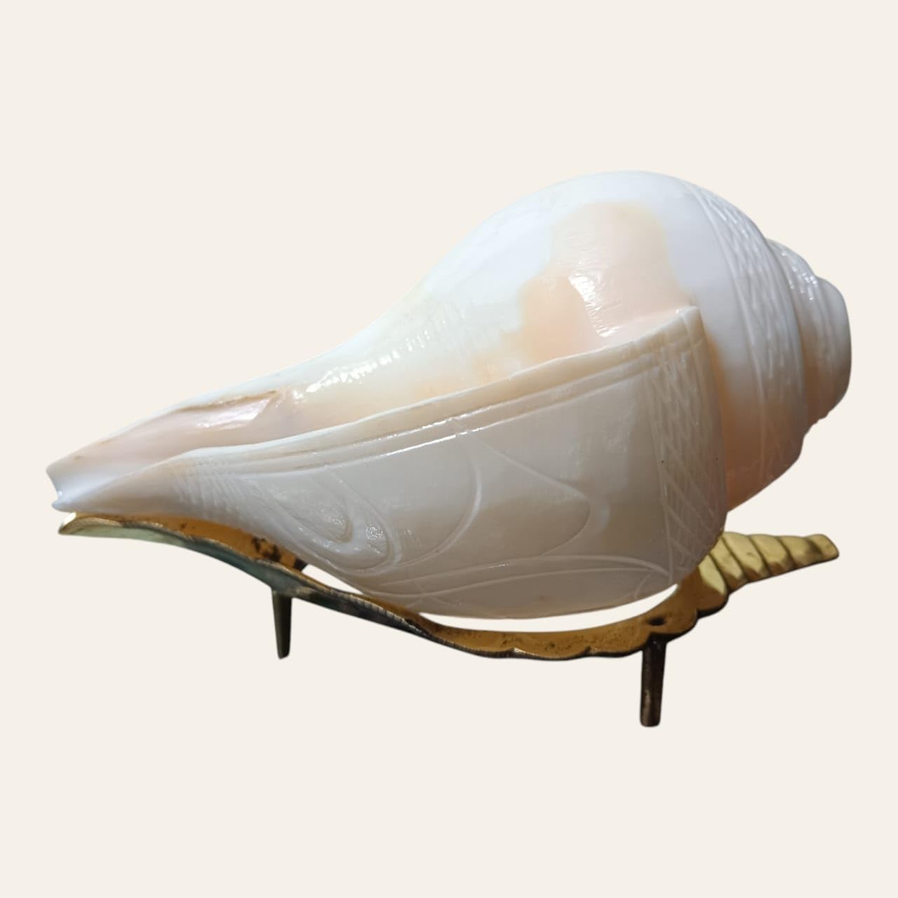 Divine Harmony: Jellybean Retails Vamavarti Original Engraved Loud Blowing Shankh with Brass Stand|Conch For Pooja -(Size Guarantee - Quality Matters) (6 Inch With Brass Stand)