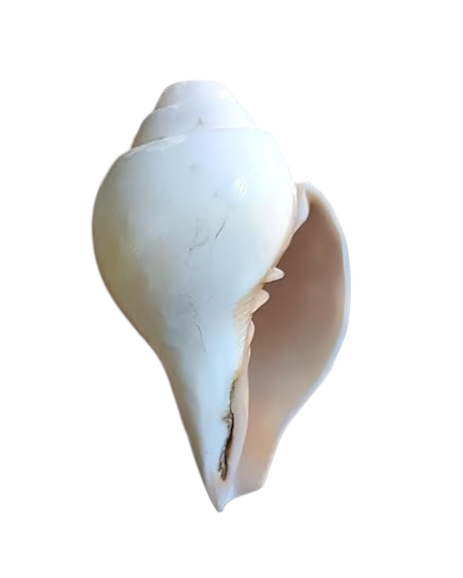 Divine Harmony: Jellybean Retails Vamavarti  Natural  Loud Blowing Shankh|Conch - 250g approx.  5.5 Inch (Size Guarantee - Quality Matters)