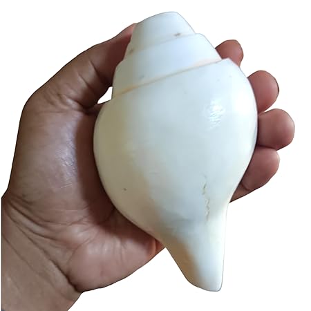 Divine Harmony: Jellybean Retails Vamavarti  Natural  Loud Blowing Shankh|Conch - 250g approx.  5.5 Inch (Size Guarantee - Quality Matters)