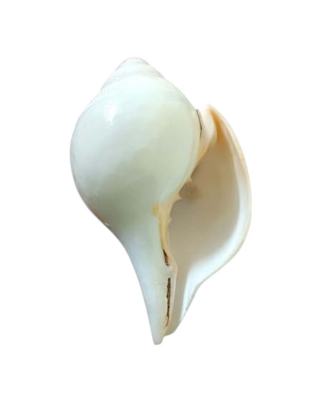 Divine Harmony: Jellybean Retails Vamavarti Original Engraved Loud Blowing Vishnu Shankh with Brass Stand|Conch For Pooja -(Size Guarantee - Quality Matters) (Jumbo Premium - 8 Inch)