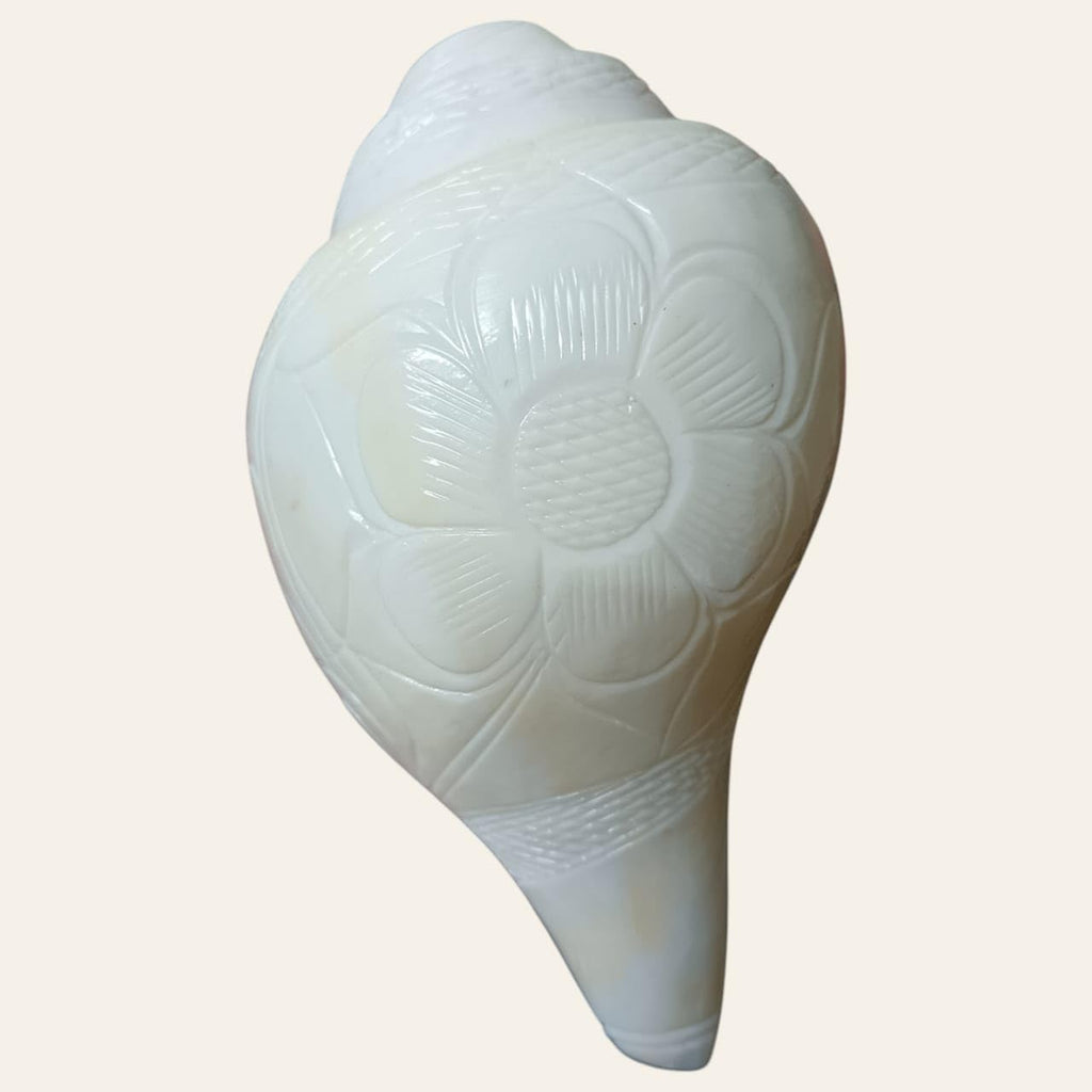 Divine Harmony: Jellybean Retails Vamavarti Original Engraved Loud Blowing Shankh with Brass Stand|Conch For Pooja -(Size Guarantee - Quality Matters) (6 Inch With Brass Stand)