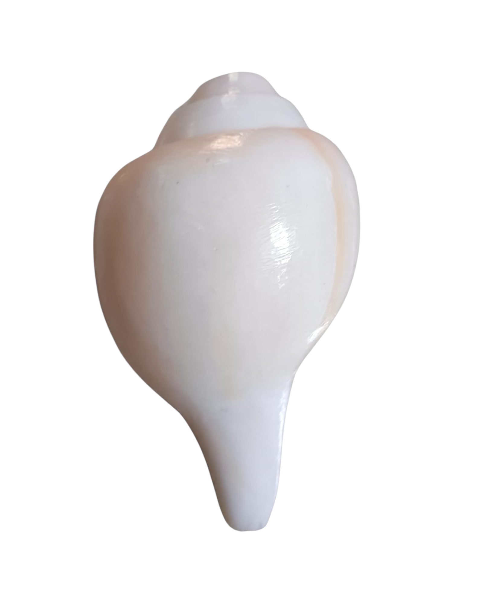 Divine Harmony: Jellybean Retails Vamavarti  Natural  Loud Blowing Shankh|Conch - 350g approx. 6 Inch (Size Guarantee - Quality Matters)