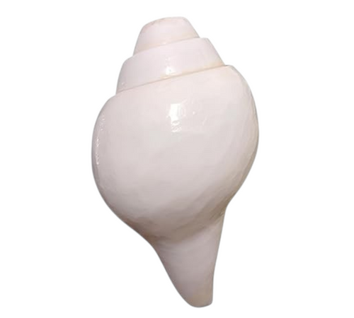 Puri Jagannath Dham Original Loud Blowing Shankh|Conch For Pooja. 250 Gram, 4.5 Inch In Size