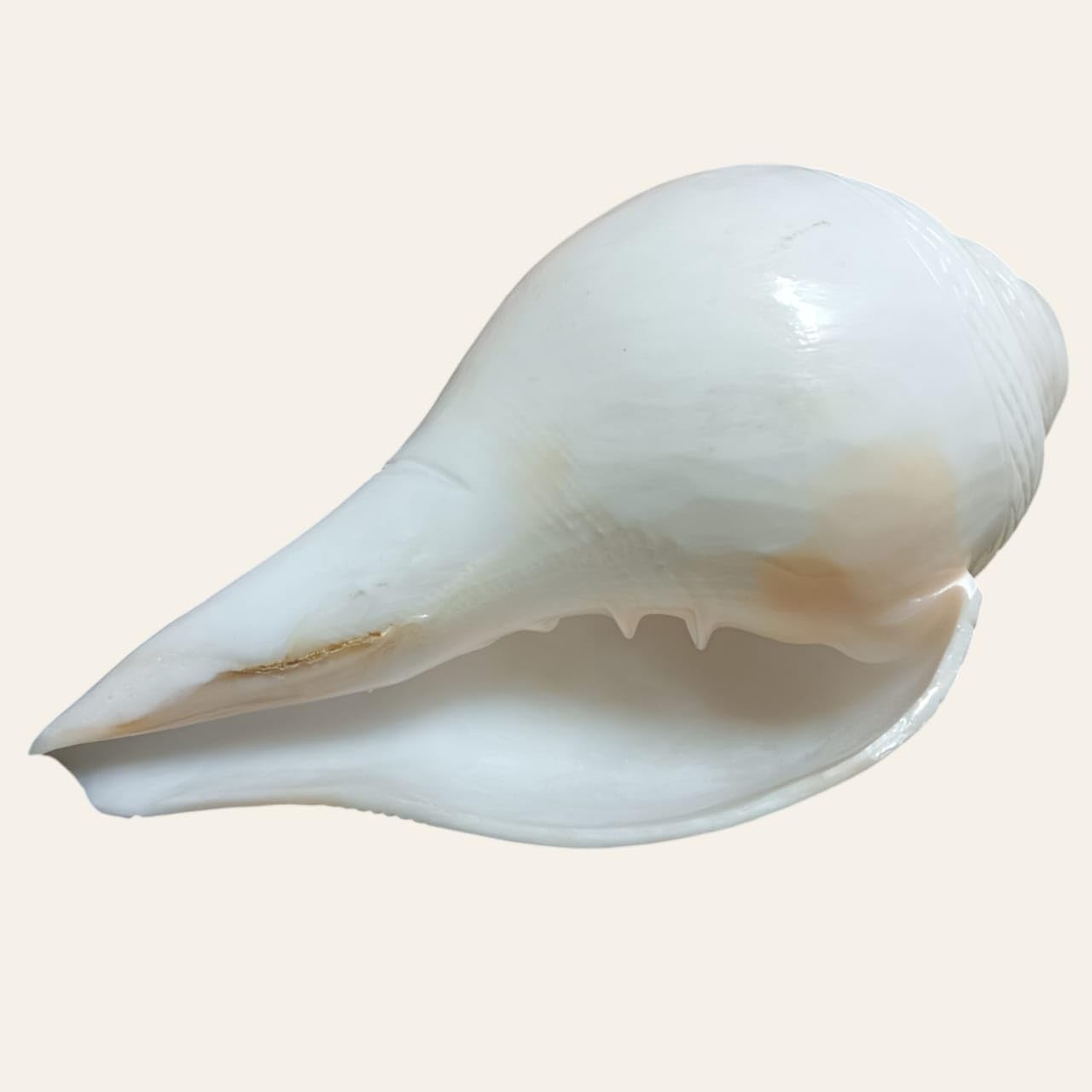 Divine Harmony: Jellybean Retails Vamavarti Original Engraved Loud Blowing Shankh with Brass Stand|Conch For Pooja -(Size Guarantee - Quality Matters) (6 Inch With Brass Stand)