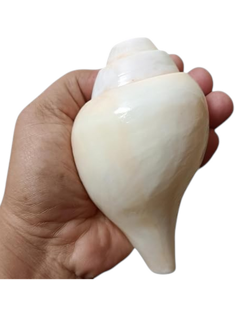 Divine Harmony: Jellybean Retails Vamavarti Original Loud Blowing Shankh|Conch For Pooja (Size Guarantee - Quality Matters) (5 Inch)