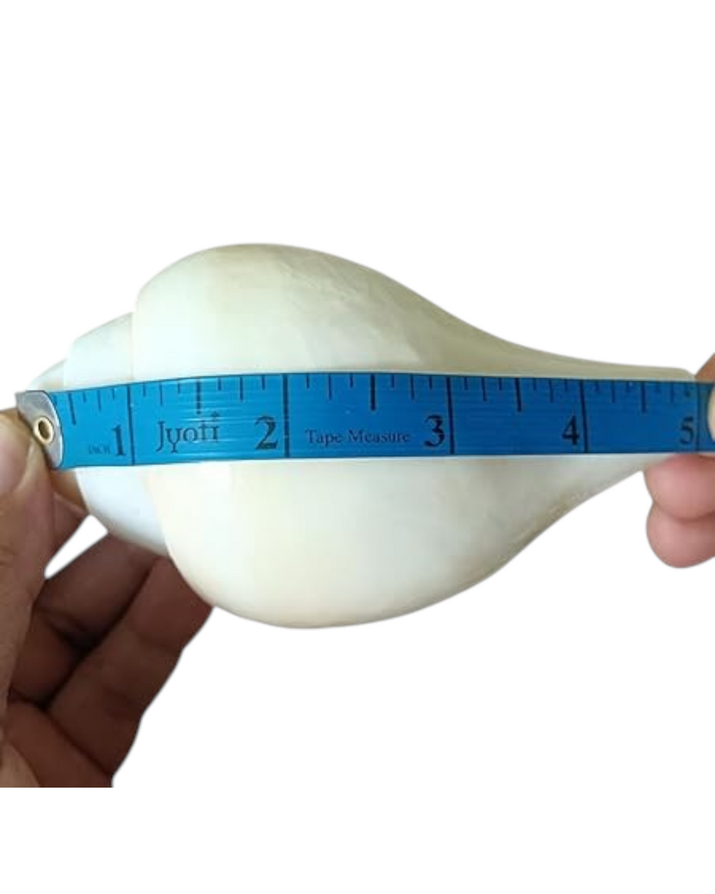 Divine Harmony: Jellybean Retails Vamavarti Original Loud Blowing Shankh|Conch For Pooja (Size Guarantee - Quality Matters) (5 Inch)