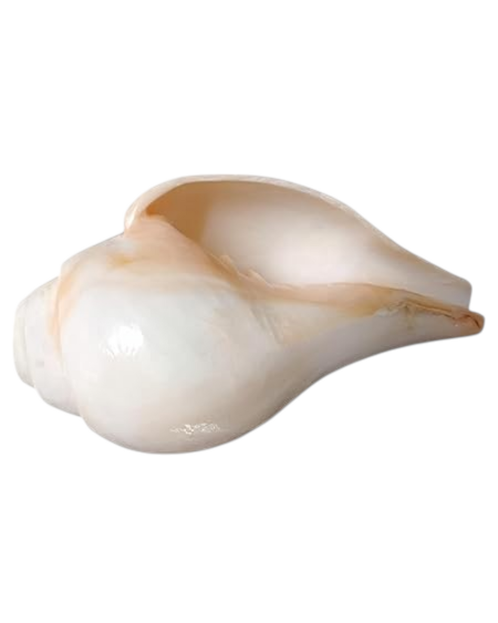 Divine Harmony: Jellybean Retails Vamavarti Original Loud Blowing Shankh|Conch For Pooja (Size Guarantee - Quality Matters) (5 Inch)