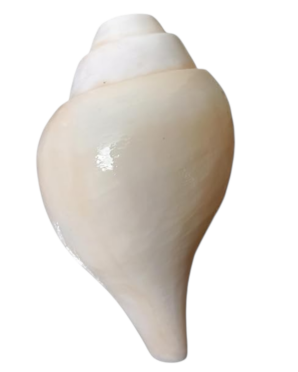 Divine Harmony: Jellybean Retails Vamavarti Original Loud Blowing Shankh|Conch For Pooja (Size Guarantee - Quality Matters) (5 Inch)