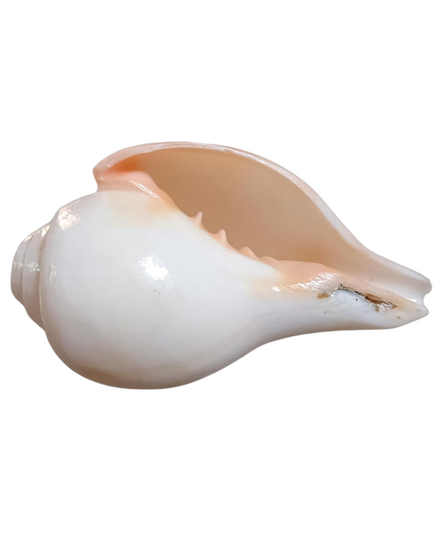 Divine Harmony: Jellybean Retails Vamavarti  Natural  Loud Blowing Shankh|Conch - 350g approx. 6 Inch (Size Guarantee - Quality Matters)