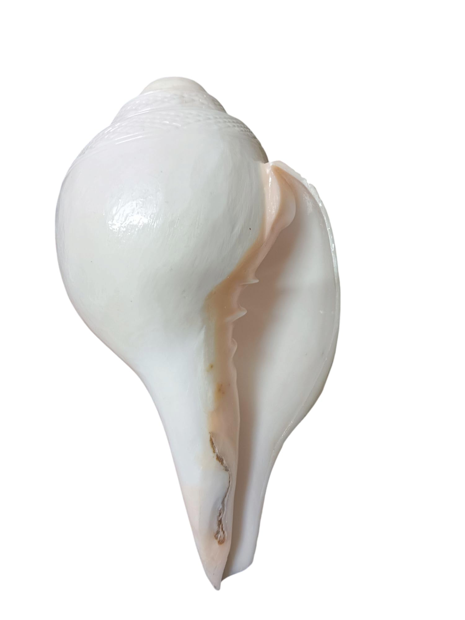 Divine Harmony: Jellybean Retails Vamavarti Original Engraved Loud Blowing Shankh with Brass Stand|Conch For Pooja -(Size Guarantee - Quality Matters) (7 Inch With Brass Stand)