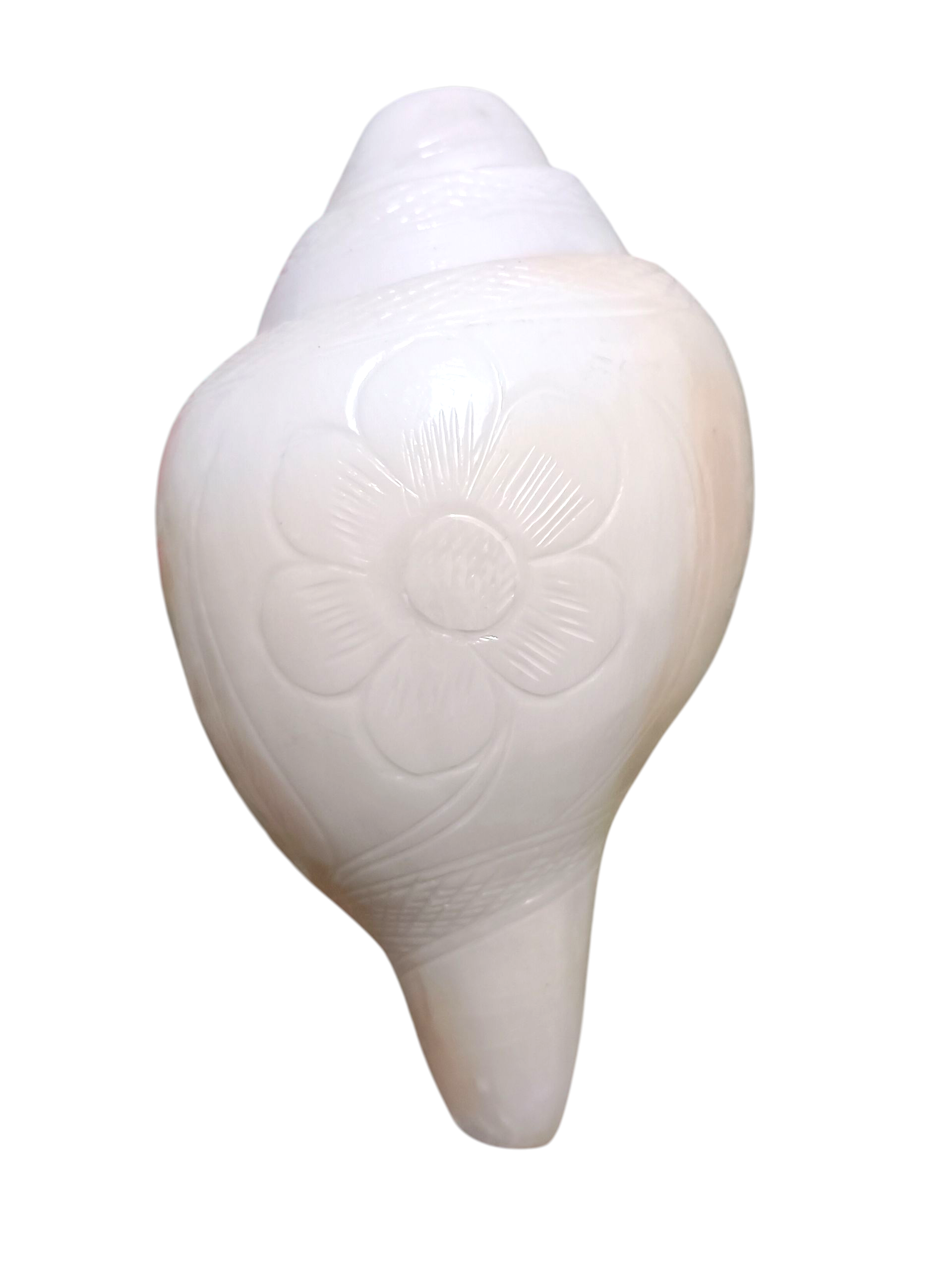 Divine Harmony: Jellybean Retails Vamavarti Original Engraved Loud Blowing Shankh with Brass Stand|Conch For Pooja -(Size Guarantee - Quality Matters) (6.5 Inch With Brass Stand)