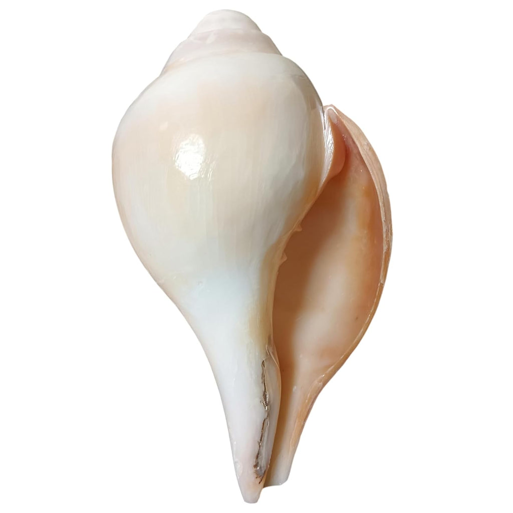 Divine Harmony: Jellybean Retails 7.5 to 8 Inch Vamavarti Vishnu Shankh from Puri Jagannath Dham – Original & Sacred Conch Shell