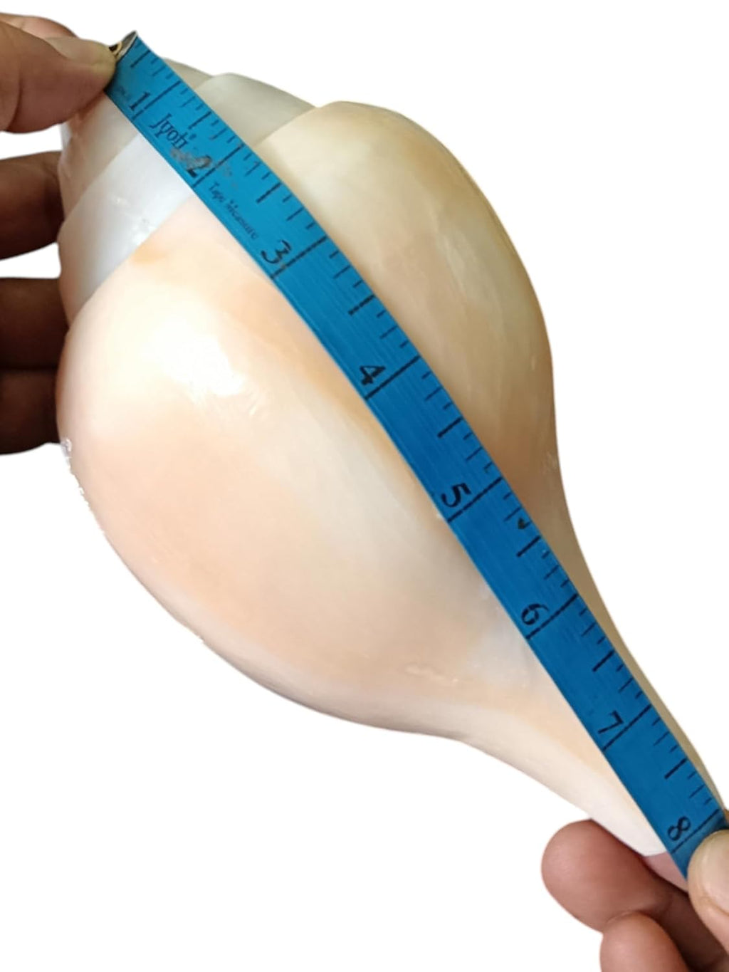 Divine Harmony: Jellybean Retails 7.5 to 8 Inch Vamavarti Vishnu Shankh from Puri Jagannath Dham – Original & Sacred Conch Shell