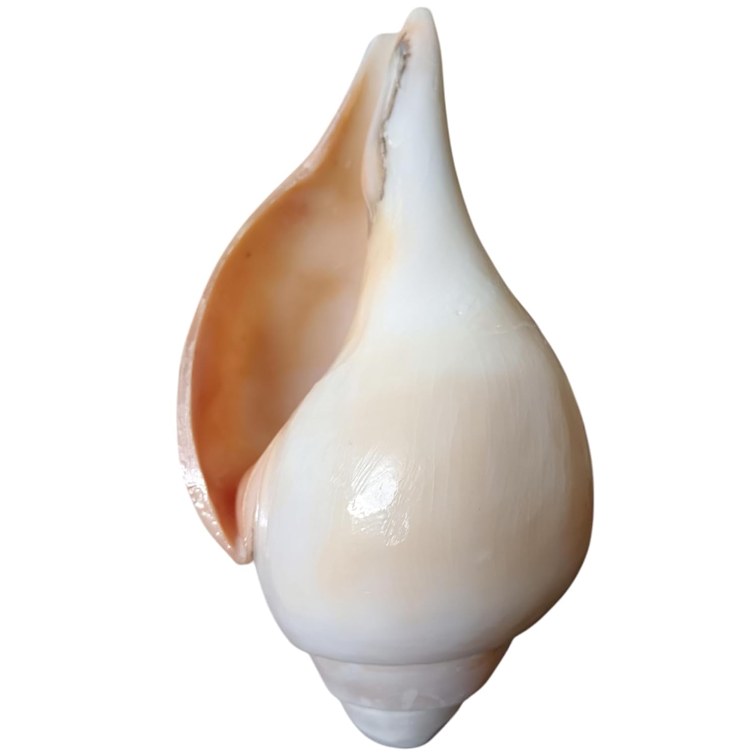 Divine Harmony: Jellybean Retails 7.5 to 8 Inch Vamavarti Vishnu Shankh from Puri Jagannath Dham – Original & Sacred Conch Shell
