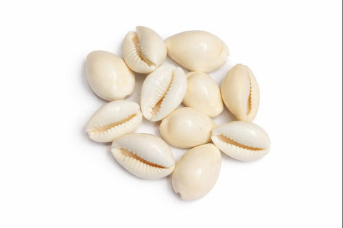 Natural White Kaudi (White Kaudi) Cowrie Shells for Puja, Wealth & Protection (11 Pieces)