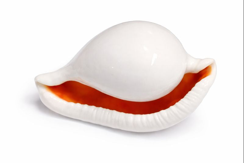 Budh Shankh (Mercury Shankh) for Pooja | Original Cowrie Shell for Astrology & Remedies