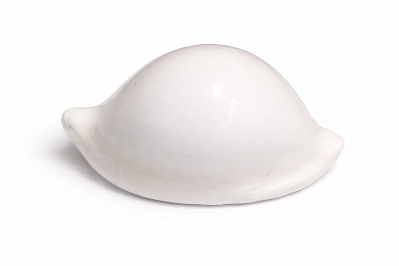 Budh Shankh (Mercury Shankh) for Pooja | Original Cowrie Shell for Astrology & Remedies