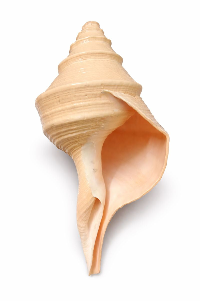 Large Gada Shankh (Hanuman Conch) | Rare Sacred Shankh for Pooja, Power & Protection (18-19 Inch)