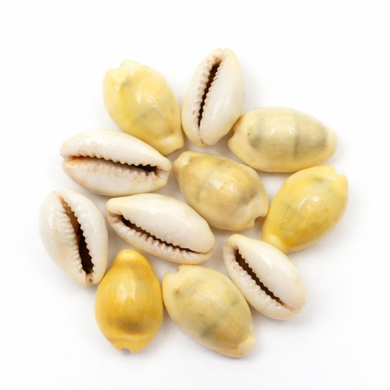 Natural Yellow Kaudi (Yellow Kaudi) Cowrie Shells for Puja, Wealth & Protection (11 Pieces)