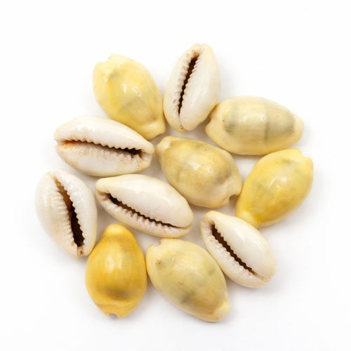 Natural Yellow Kaudi (Yellow Kaudi) Cowrie Shells for Puja, Wealth & Protection (11 Pieces)