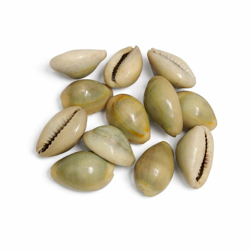 Natural Gray Kaudi (Gray Laxmi Kaudi) Cowrie Shells for Puja, Wealth & Protection (11 Pieces)