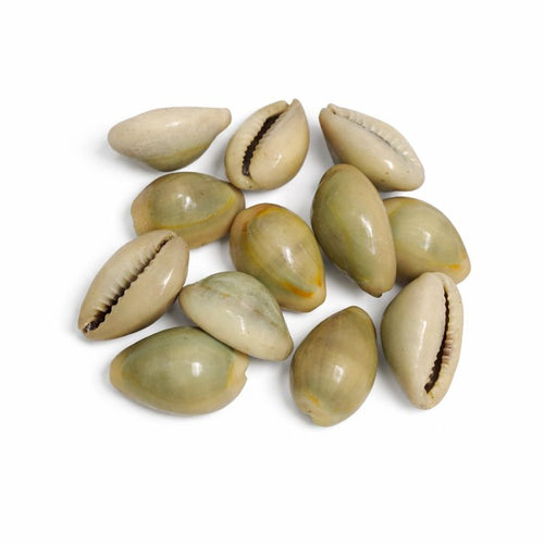 Natural Gray Kaudi (Gray Laxmi Kaudi) Cowrie Shells for Puja, Wealth & Protection (11 Pieces)