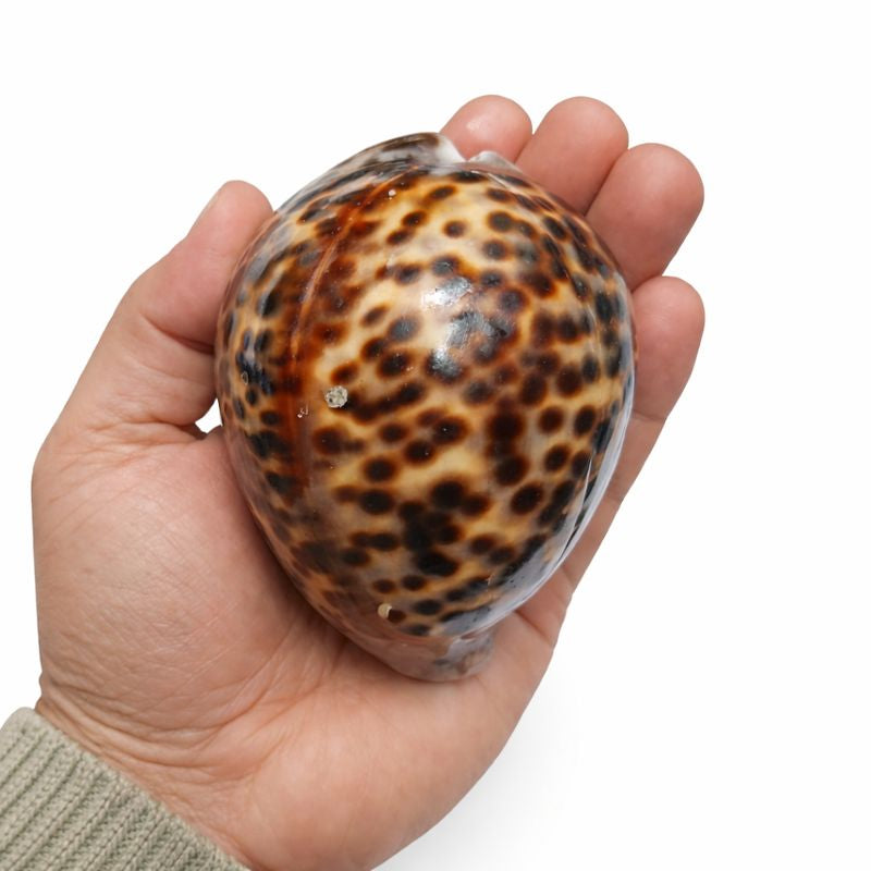 Original Tiger Cowrie (Durga Kaudi) | Rare Tiger Cowri for Puja, Tantra & Vastu