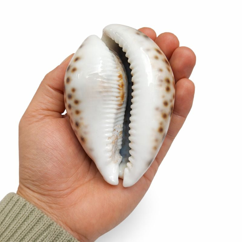 Original Tiger Cowrie (Durga Kaudi) | Rare Tiger Cowri for Puja, Tantra & Vastu