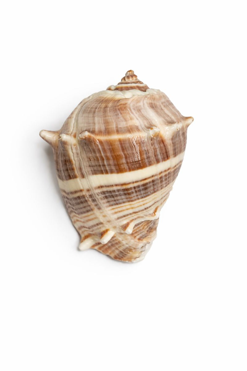 Indra Shankh (इन्द्र शंख) | King Crown Conch for Puja, Vastu & Spiritual Energy