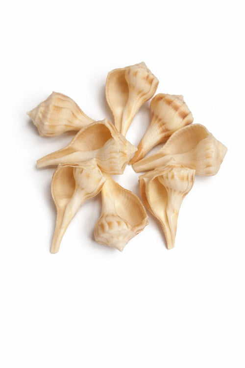 Jellybean Retails Dakshinavarti Valampuri Laxmi Shankh – Rare Natural Conch Shell (Brown- 2 Inch) 1 Pc