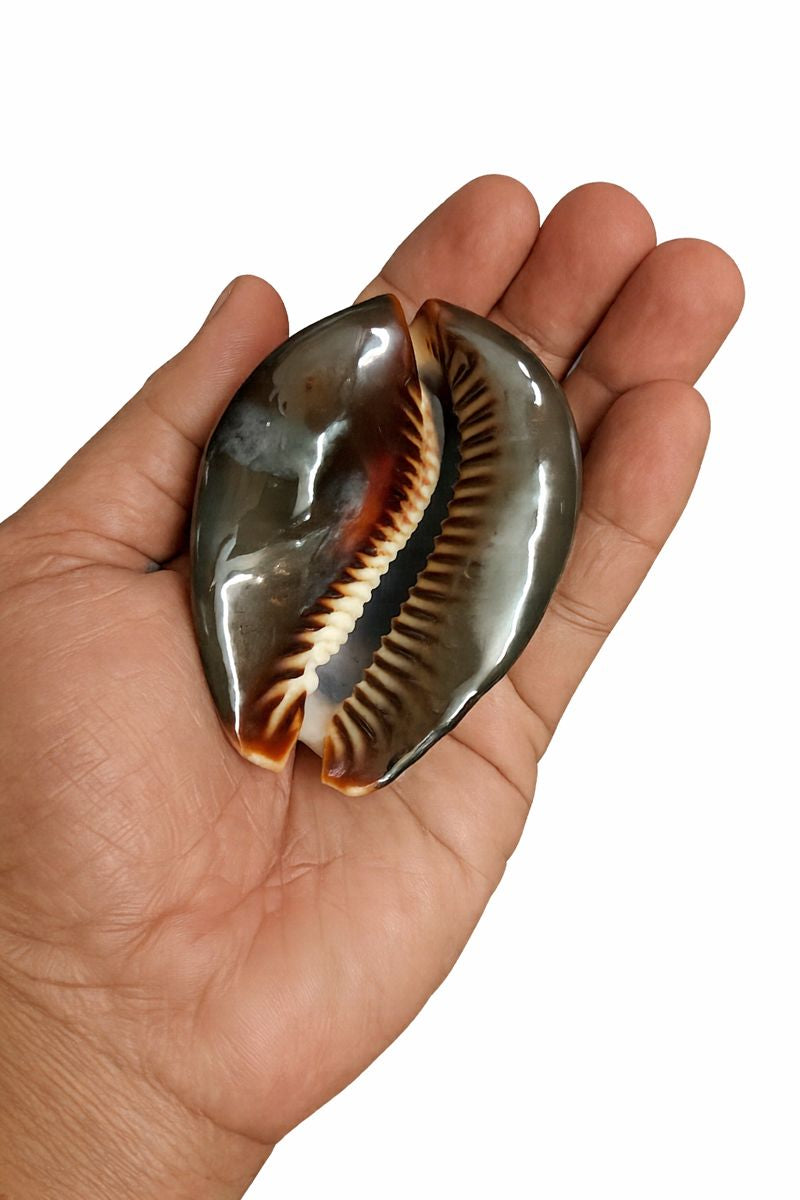 Original Varaha Kaudi (Sacred Cowrie Shell) for Lakshmi Pooja, Vastu & Wealth Rituals