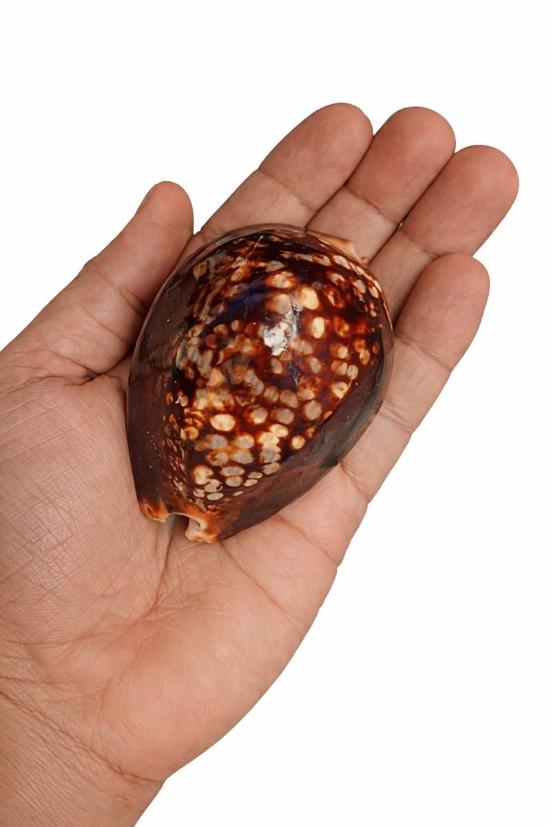 Original Varaha Kaudi (Sacred Cowrie Shell) for Lakshmi Pooja, Vastu & Wealth Rituals