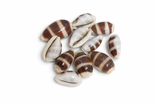 Rare Laxmi Narayan Kaudi (Lakshmi–Vishnu Cowrie Shell) | Wealth & Prosperity Kaudi (11 PC)