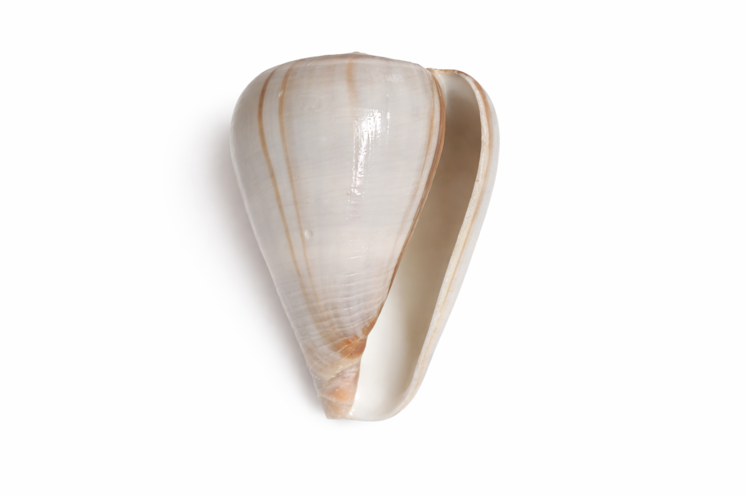 Original Ketu Shankh (Ketu Dev Conch) | Rare Astrological Remedy Shankh