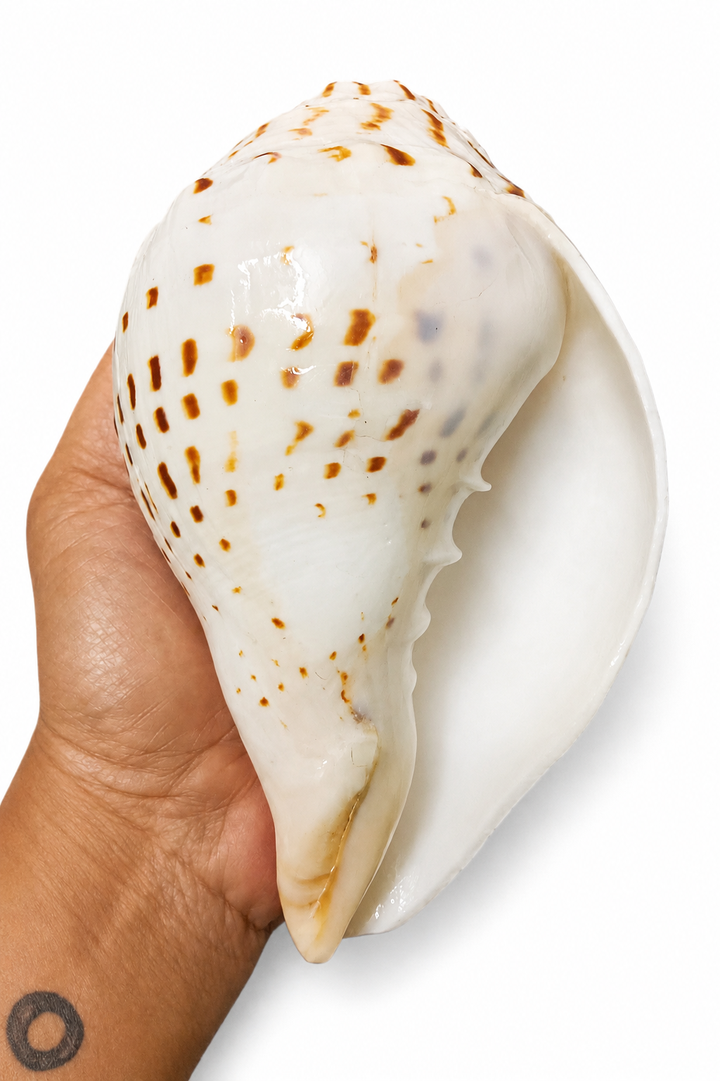 Divine Harmony: Jellybean Retails Natural  Loud Blowing Gauri Shankh Shankh|Conch (Size Guarantee - Quality Matters)
