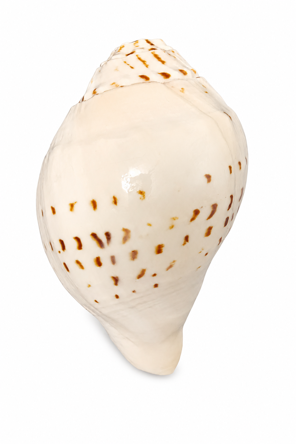 Divine Harmony: Jellybean Retails Natural  Loud Blowing Gauri Shankh Shankh|Conch (Size Guarantee - Quality Matters)
