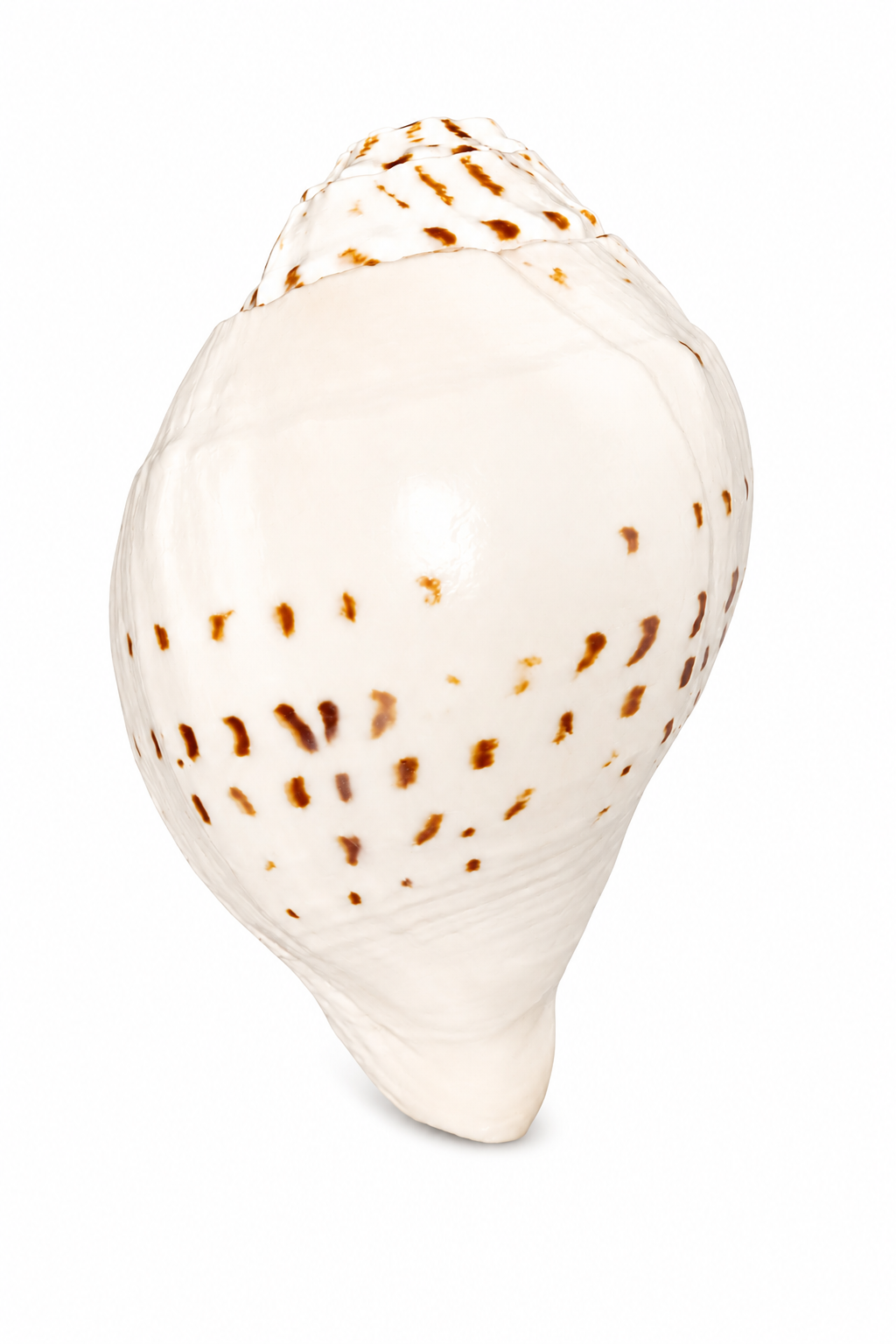 Divine Harmony: Jellybean Retails Natural  Loud Blowing Gauri Shankh Shankh|Conch (Size Guarantee - Quality Matters)