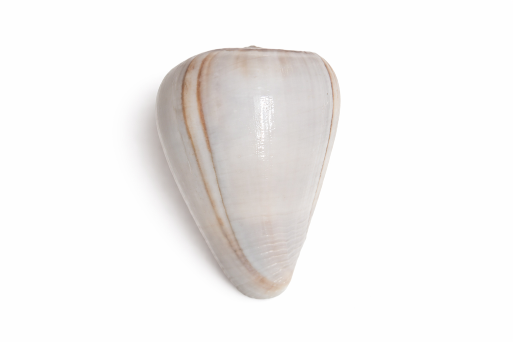 Original Ketu Shankh (Ketu Dev Conch) | Rare Astrological Remedy Shankh