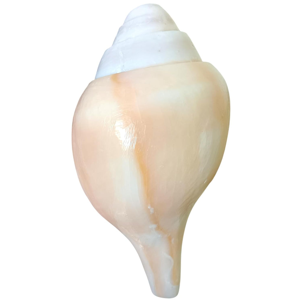 Divine Harmony: Jellybean Retails 7.5 to 8 Inch Vamavarti Vishnu Shankh from Puri Jagannath Dham – Original & Sacred Conch Shell