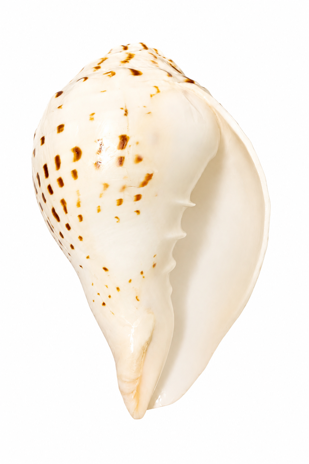 Divine Harmony: Jellybean Retails Natural  Loud Blowing Gauri Shankh Shankh|Conch (Size Guarantee - Quality Matters)